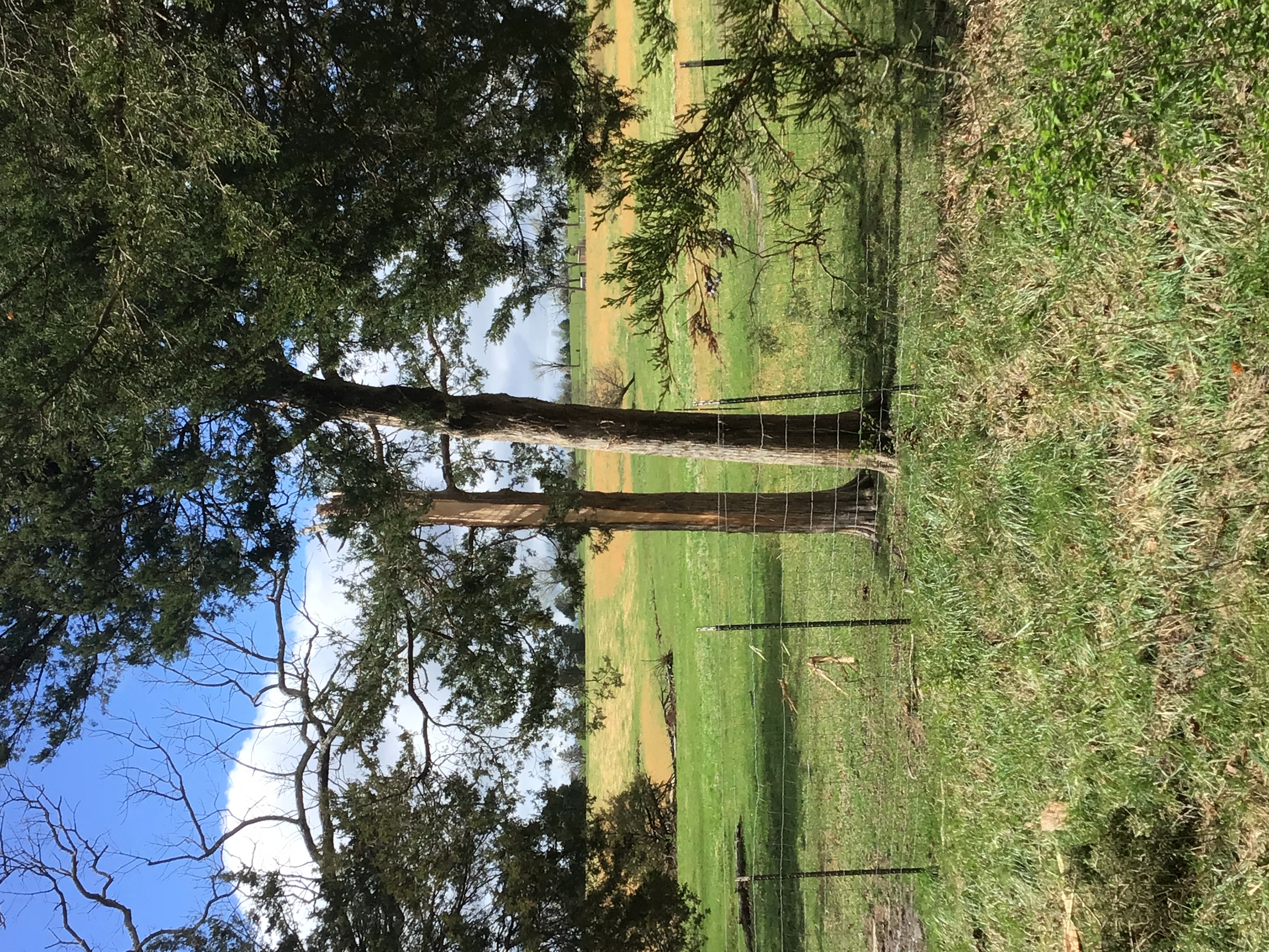 Snapped tree near Bonne Terre Missouri