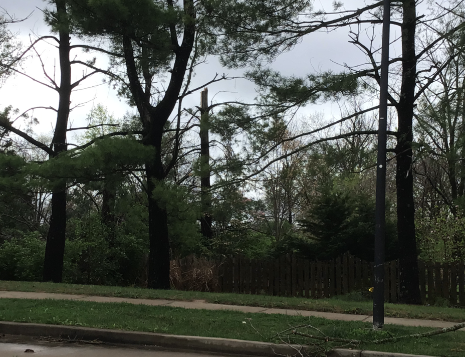 Photo of snapped tree