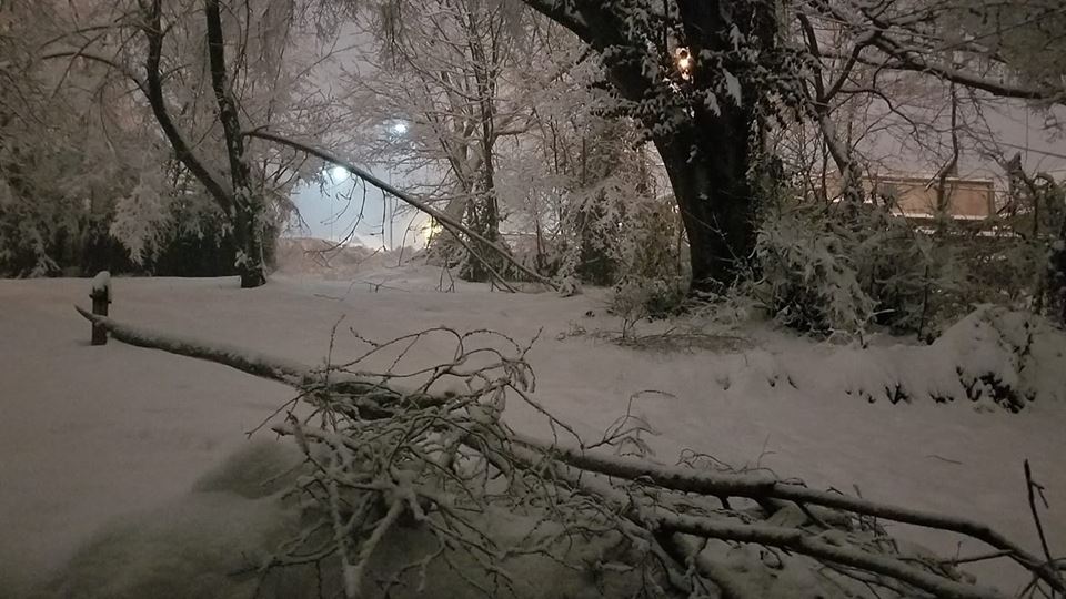 Photo of broken tree limbs in Jefferson City, MO due to nearly 10 inches of wet snow.