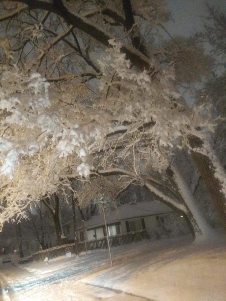 Photo of snow covered trees and road near Columbia, MO.