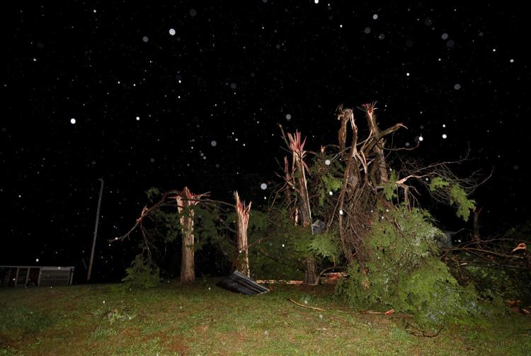 Trees sheared off in St. Mary Missouri.