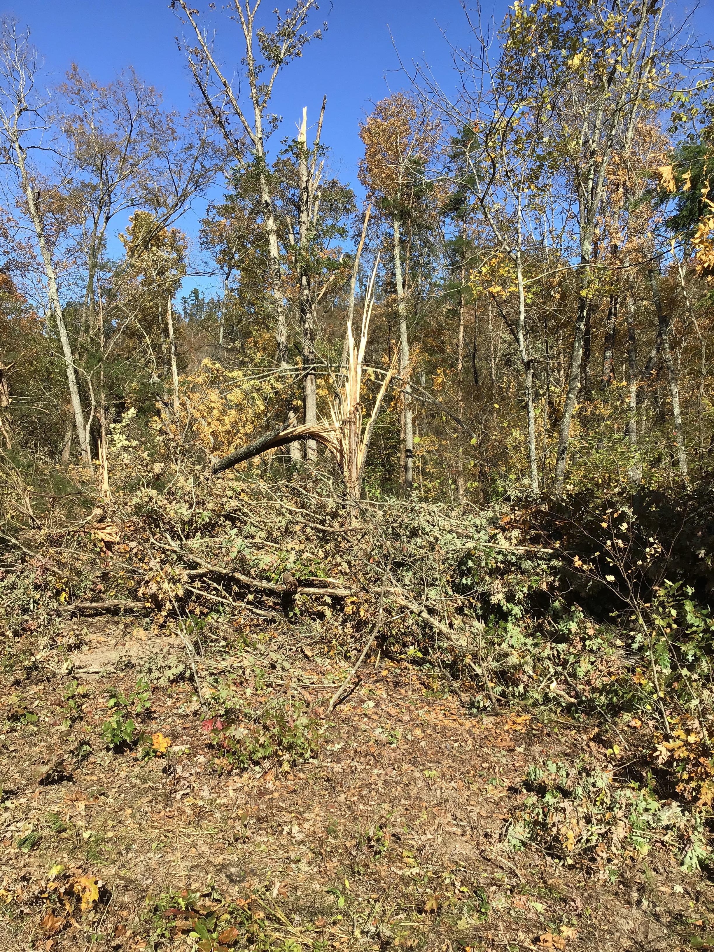 A picture of damaged trees, splintered and sheared off near the base of the trunk. One damaged tree is in the center of the image while the trees in the background have their trunks sheared off at higher heights.