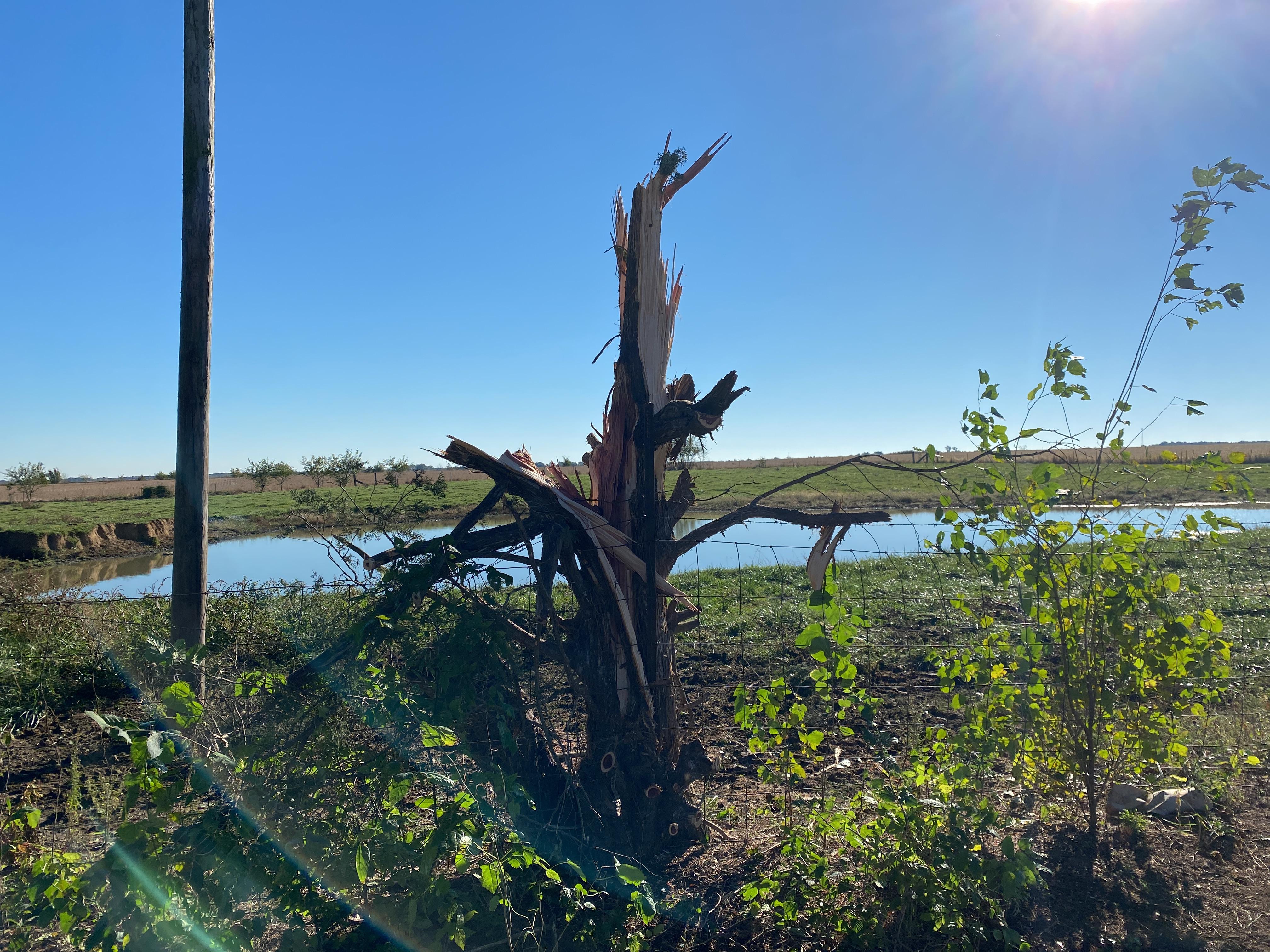 A tree in the foreground has been twisted and sheared off near the base of the tree.