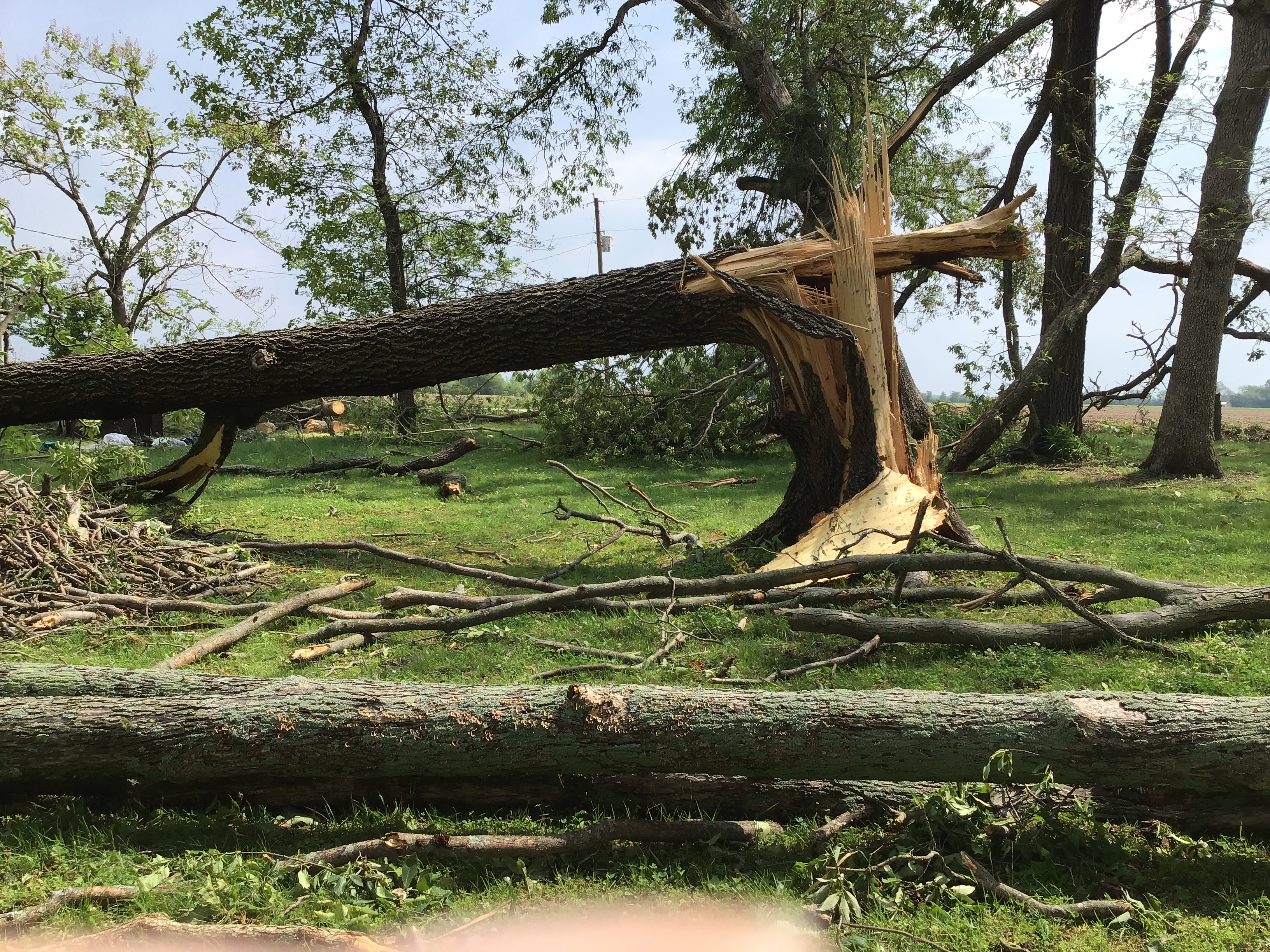Trees were snapped at the trunk near their bases.