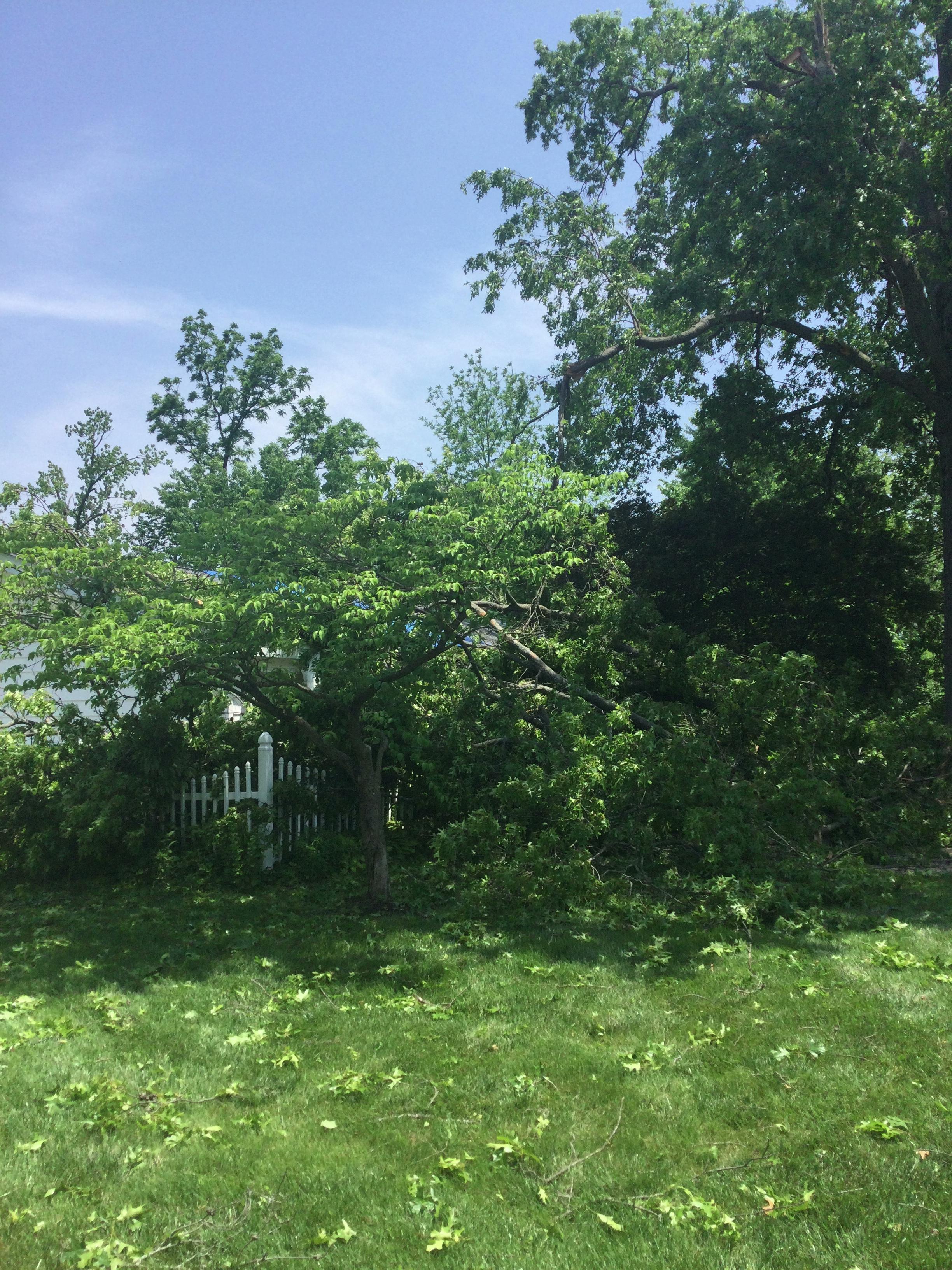 Snapped branches near a fence dividing two houses on Markaire Drive in Creve Coeur.