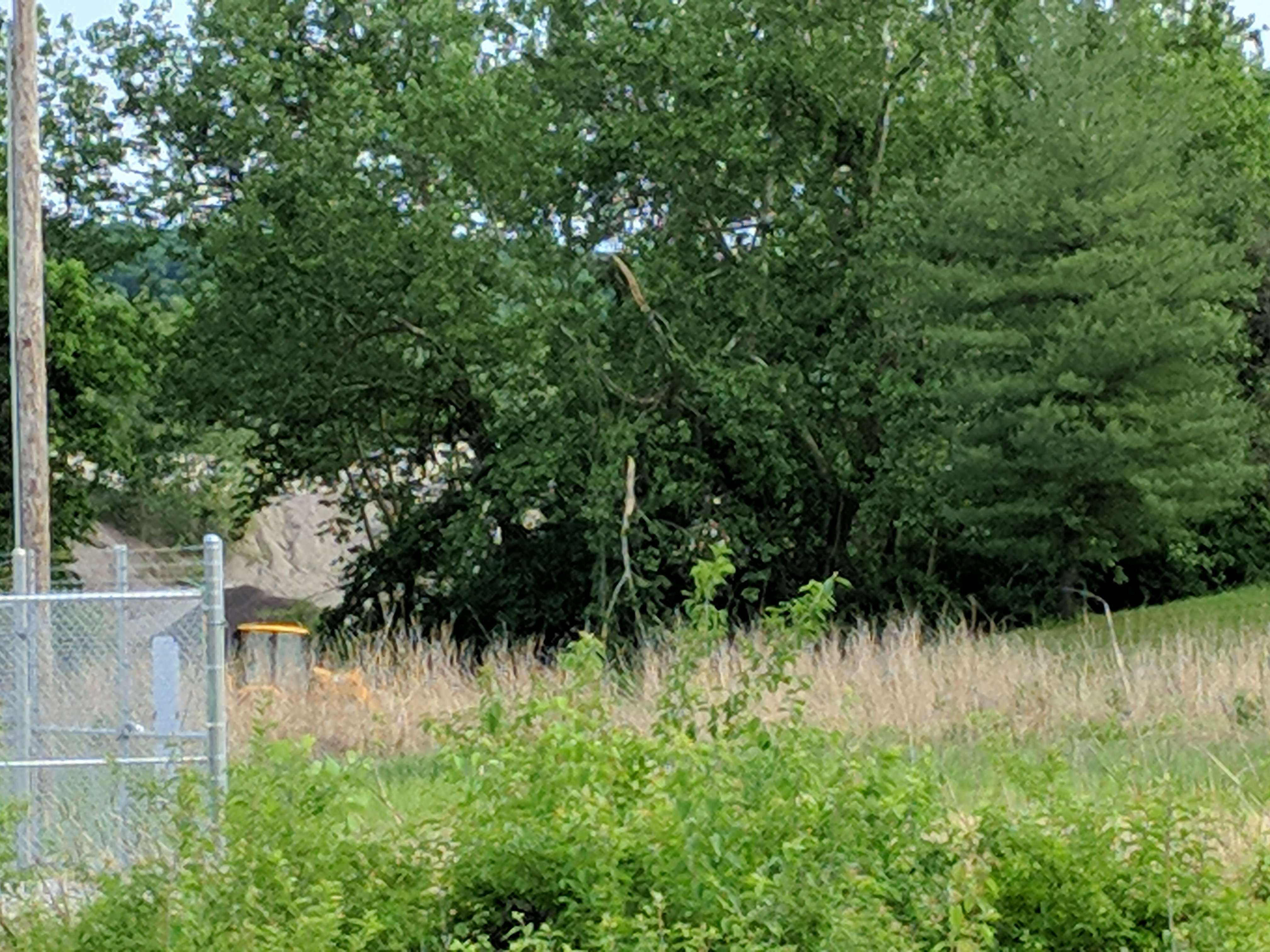 A large tree branch snapped and a dead tree downed.