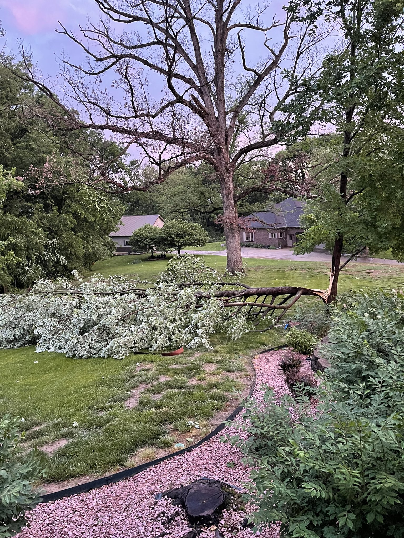 Small trees split in half under stress of straight-line winds in Chester, IL.