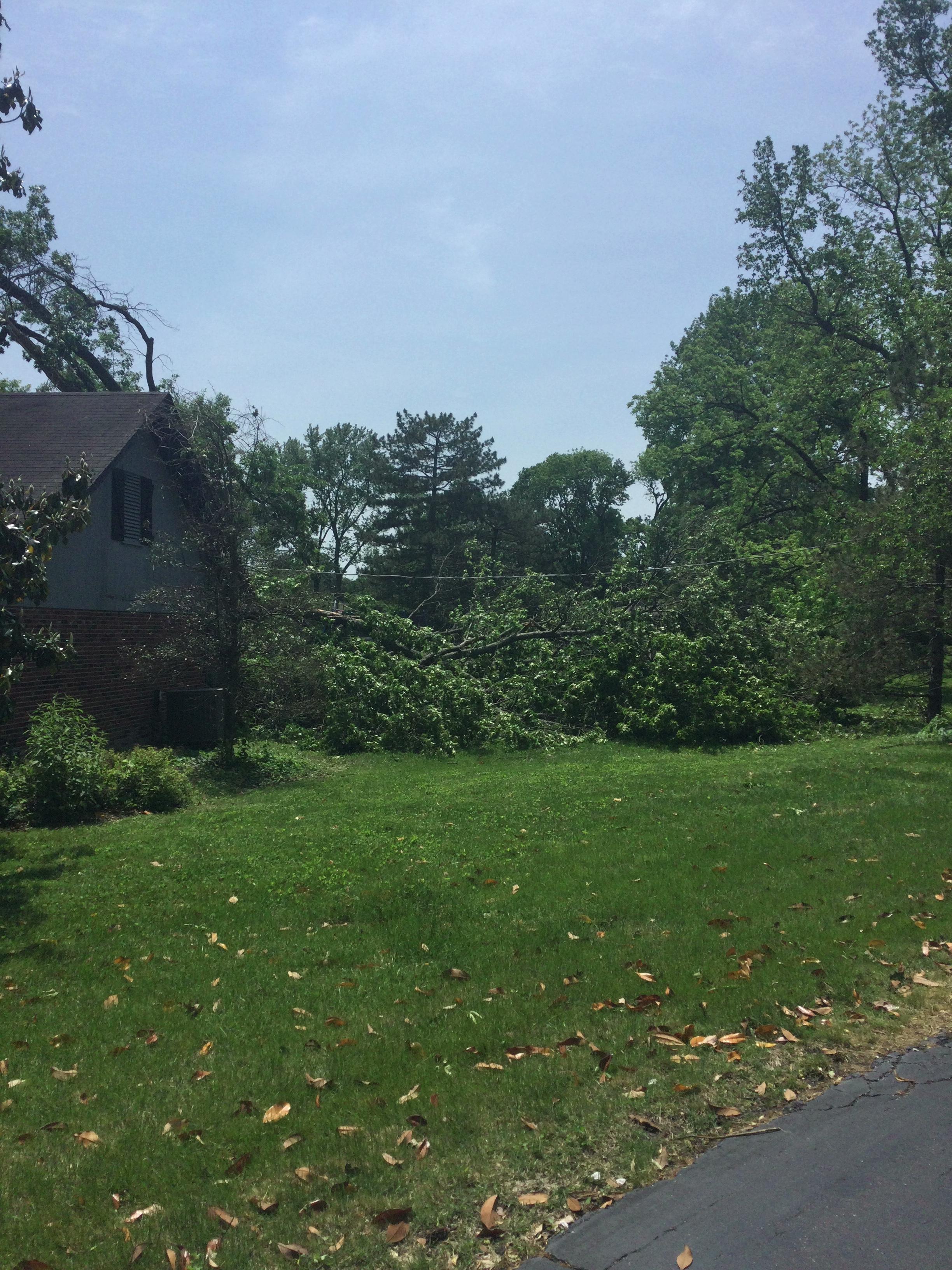 Large tree branches sheared off near a house by a tornado in Frontenac.