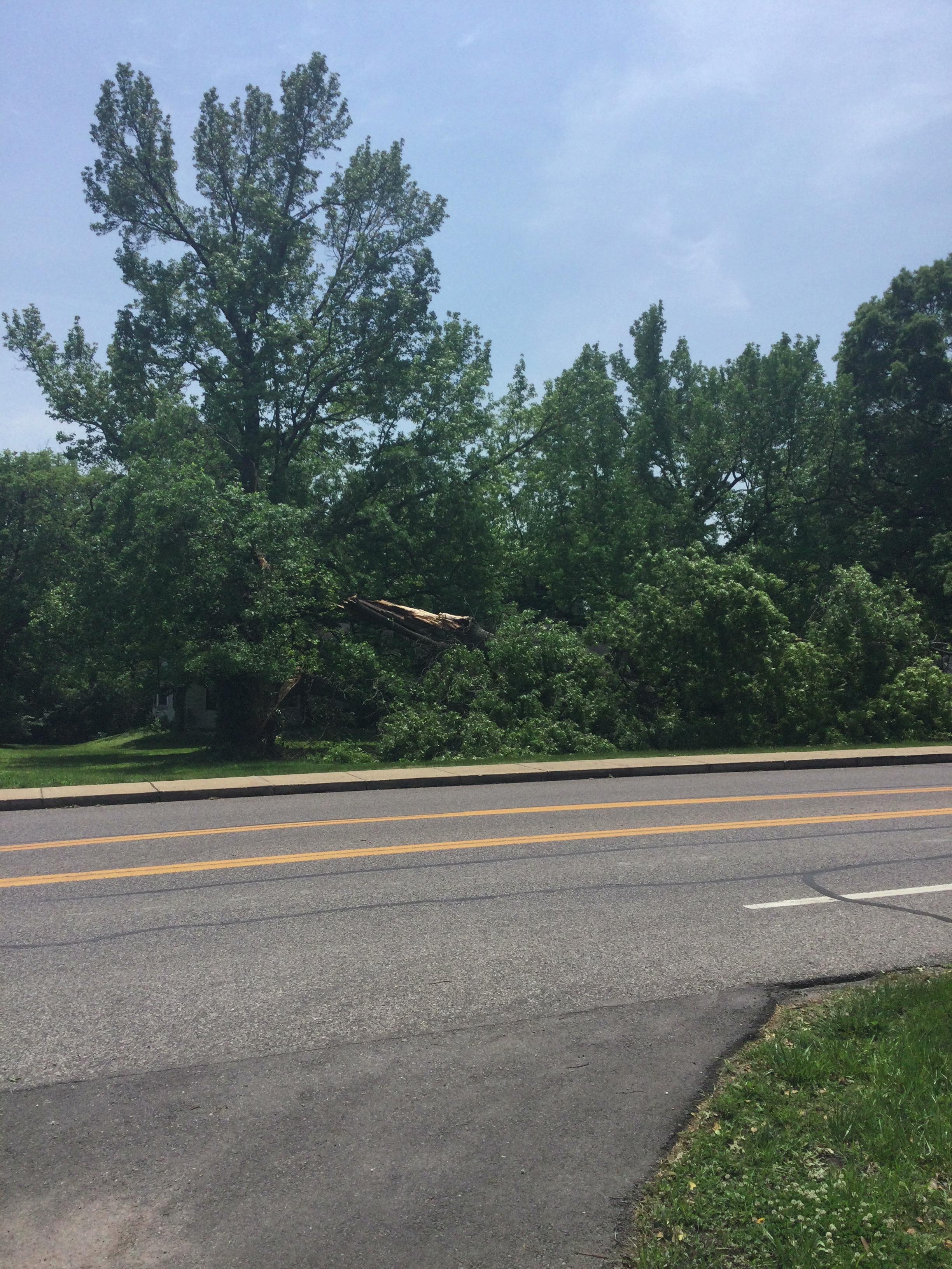 A tree snapped at the trunk by a tornado in Frontenac.