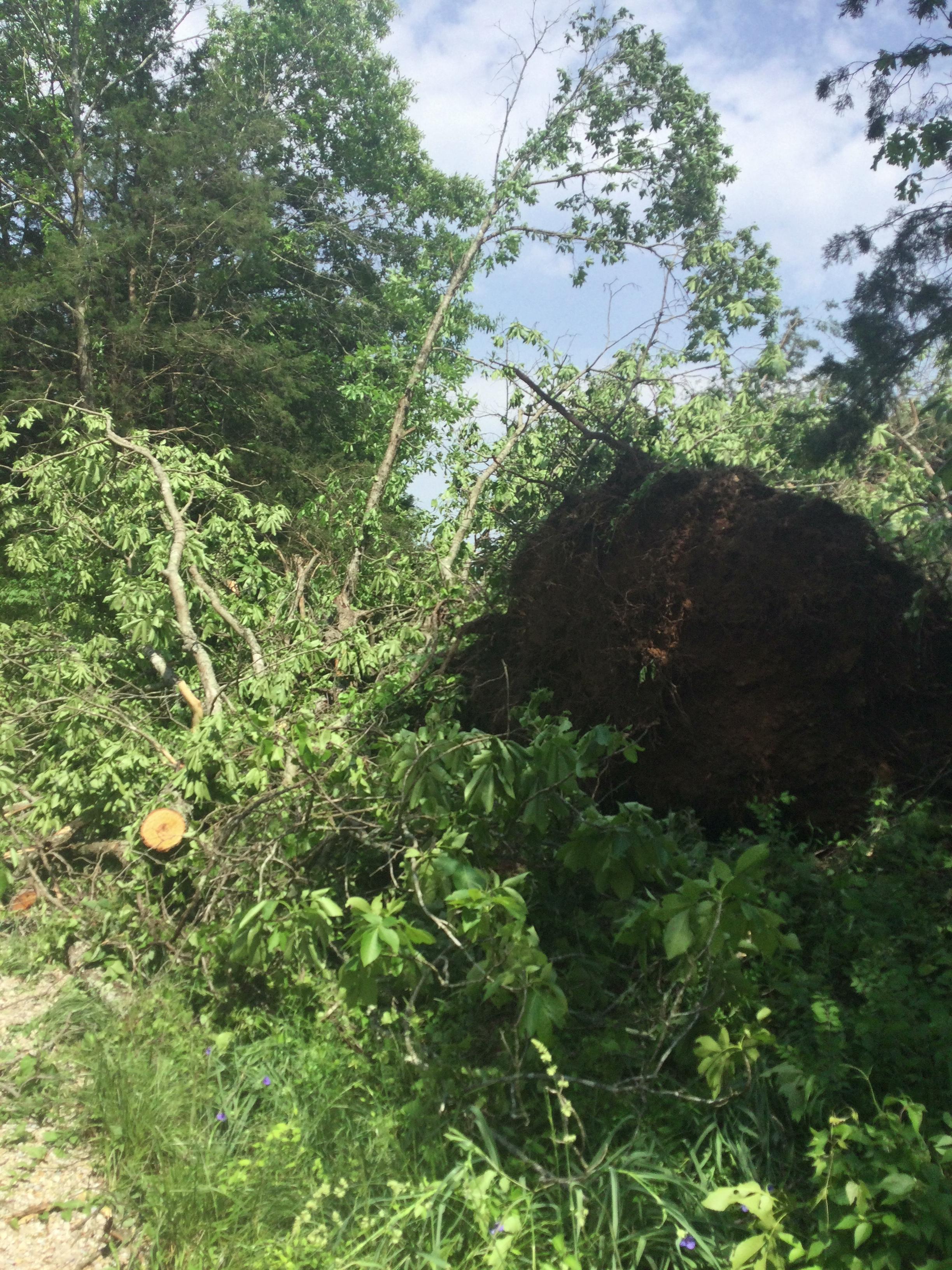 An uprooted tree on the side of Haag Road south of Leslie Missouri.