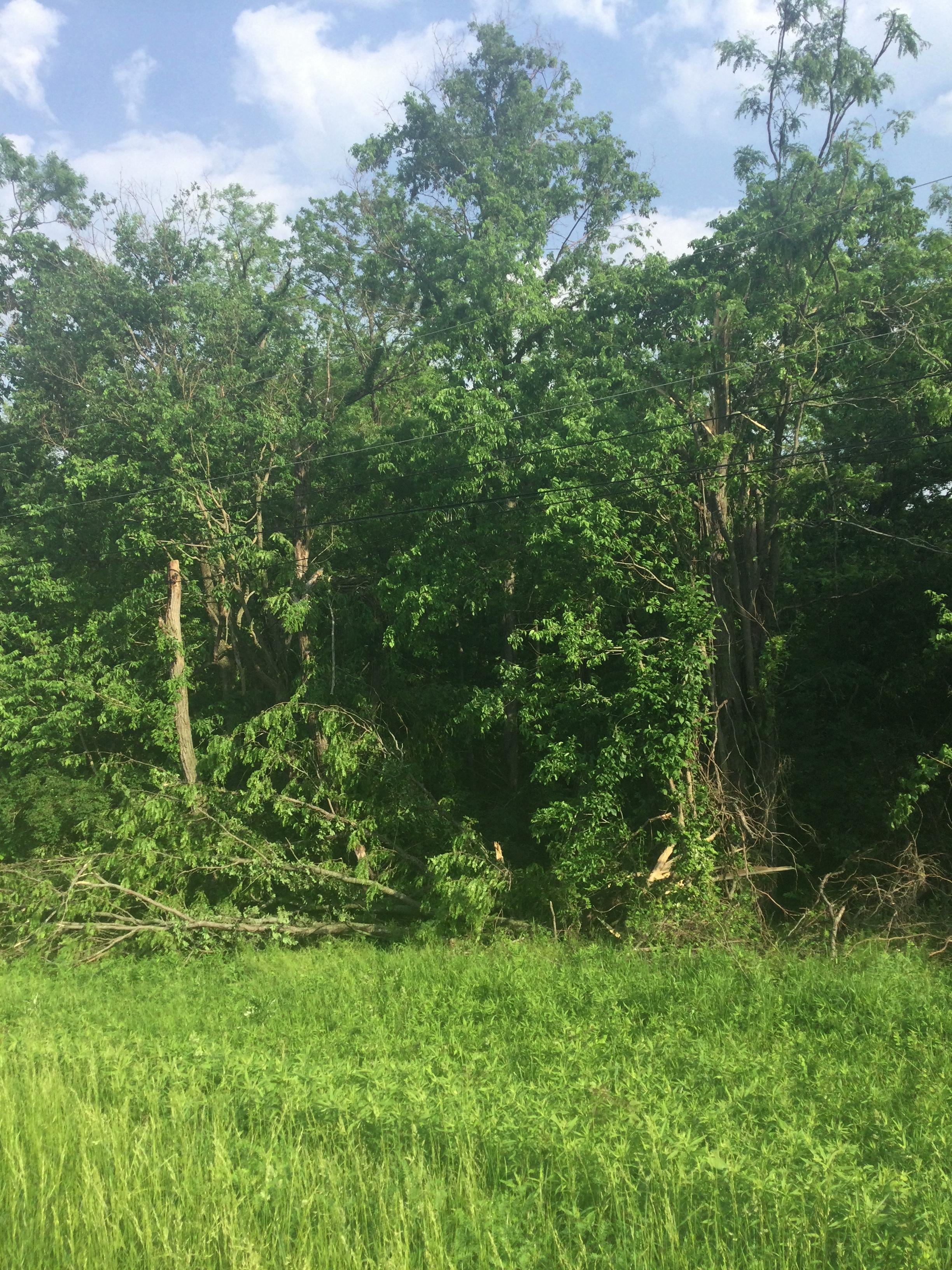A few trees sheared off by an EF-0 tornado in St. Clair, MO.