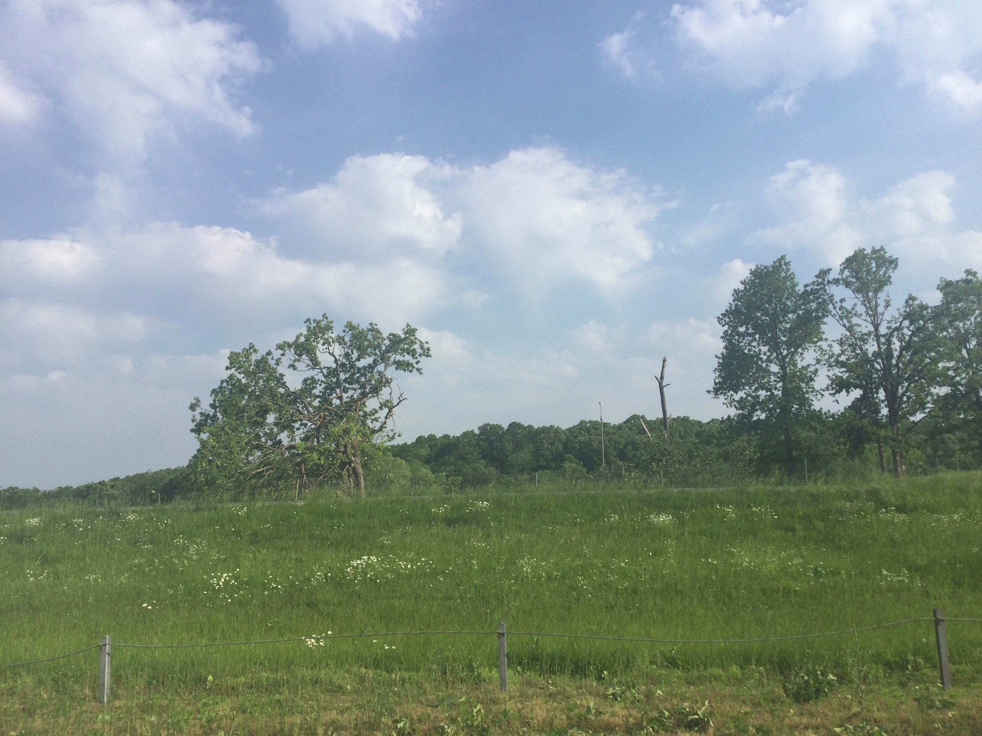 Minor tree damage associated with the St. Clair, MO tornado.