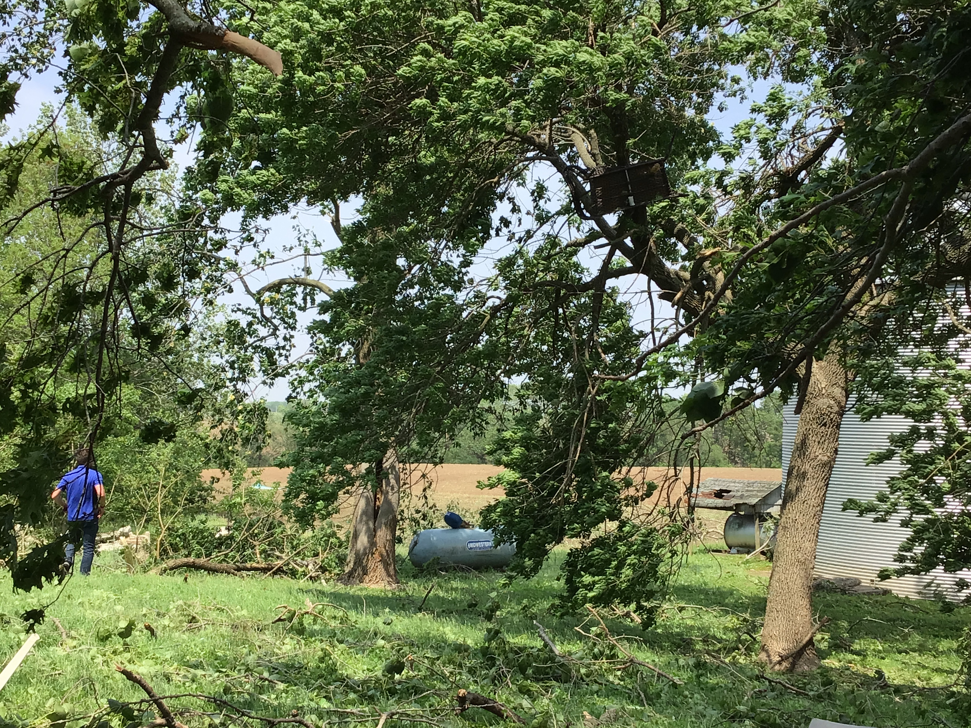 Several tree limbs snapped, and some debris strewn into the tree itself.