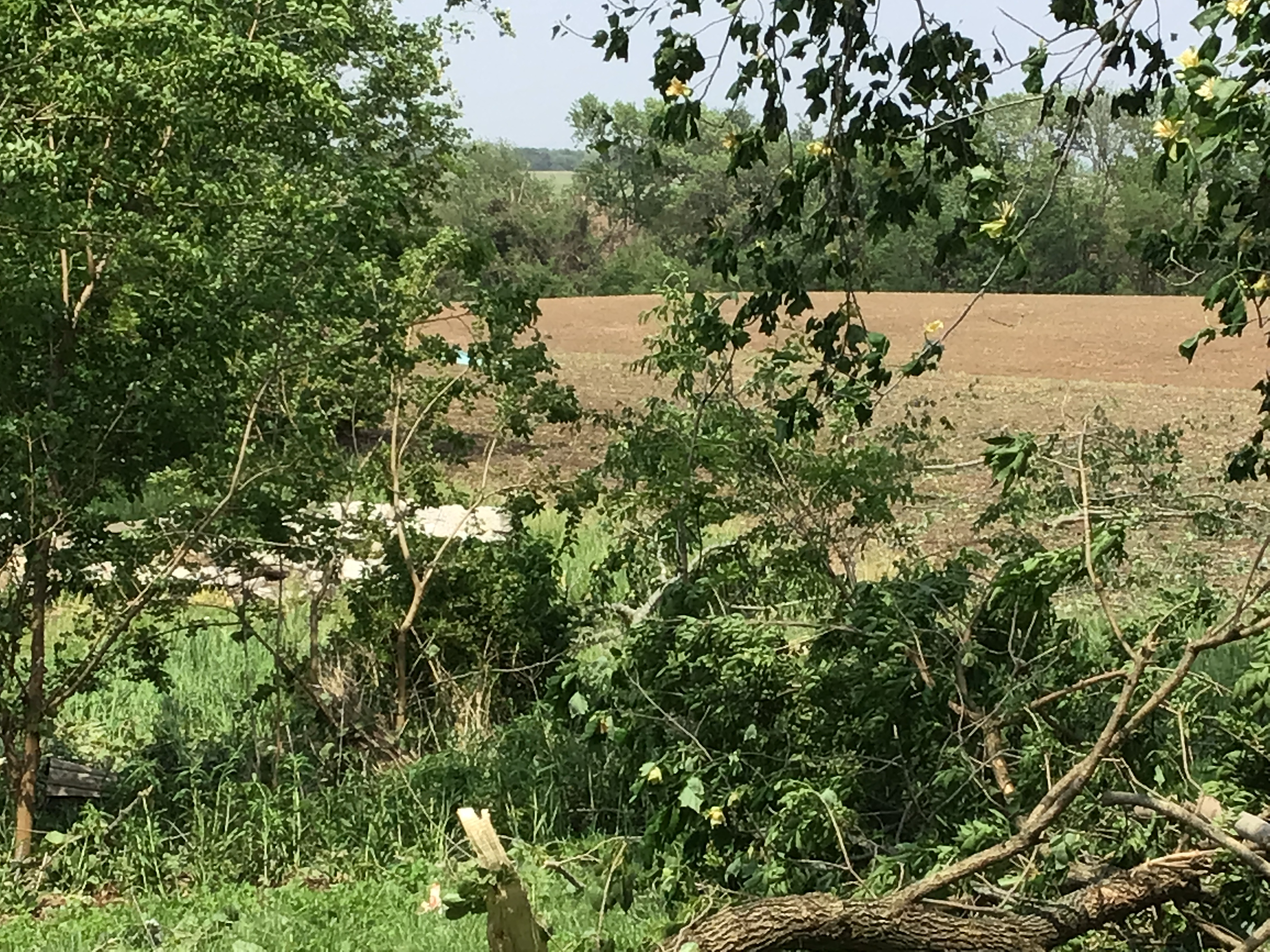 Several tree limbs strewn across a field north of Summerfield, Illinois.