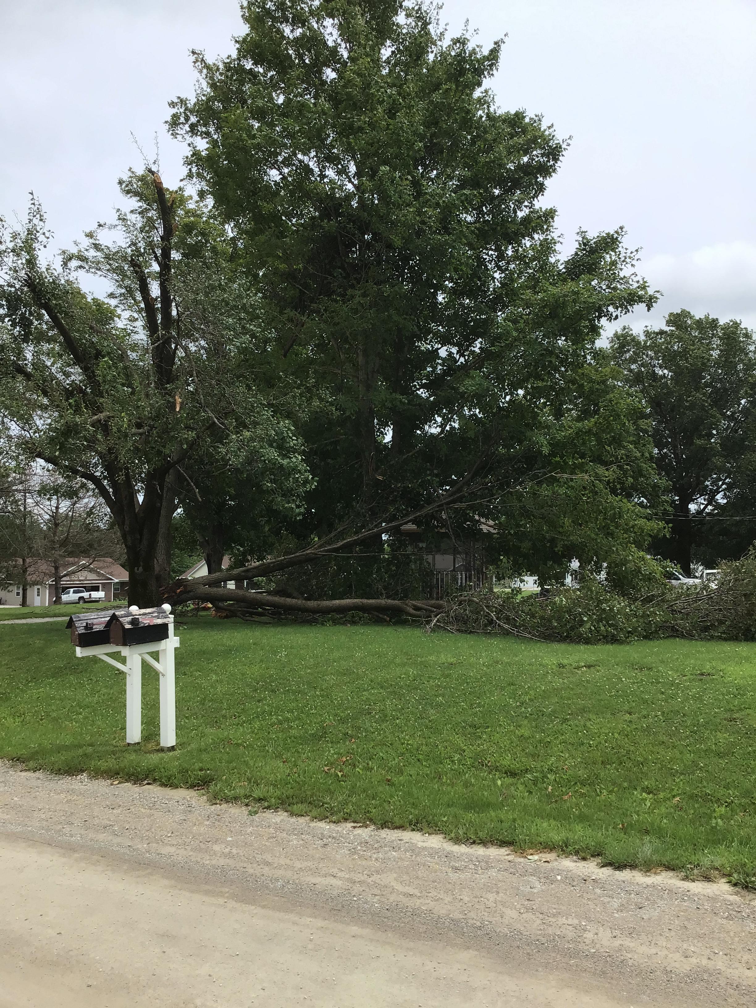 Photo of broken tree limbs in Rensselaer, MO.