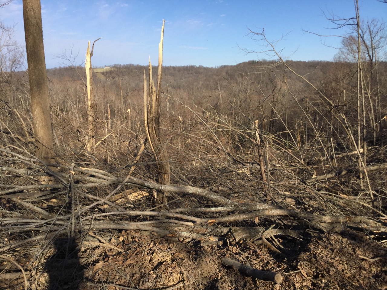 Photo of EF2 tornado damage on Gun Club Road.