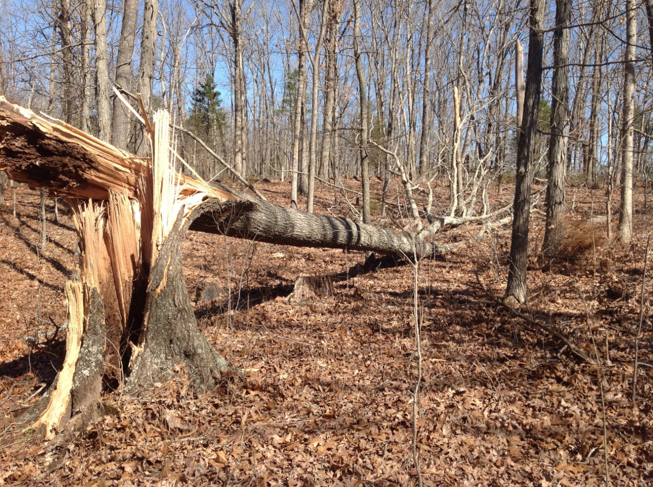 Photo of large tree snapped off on west side of Highway K.