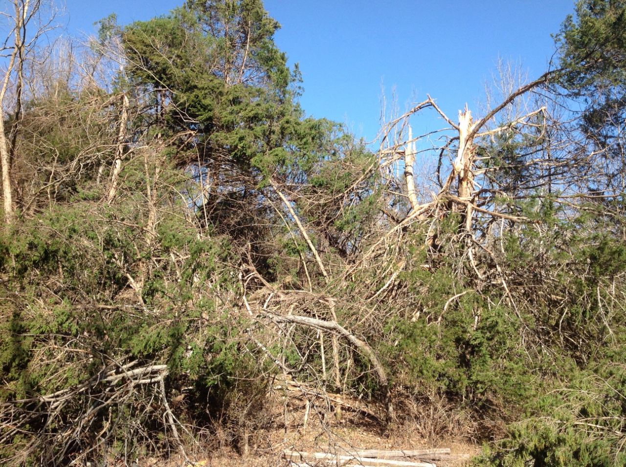 Photo of numerous trees snapped off on Horse Shoe Ranch Road.