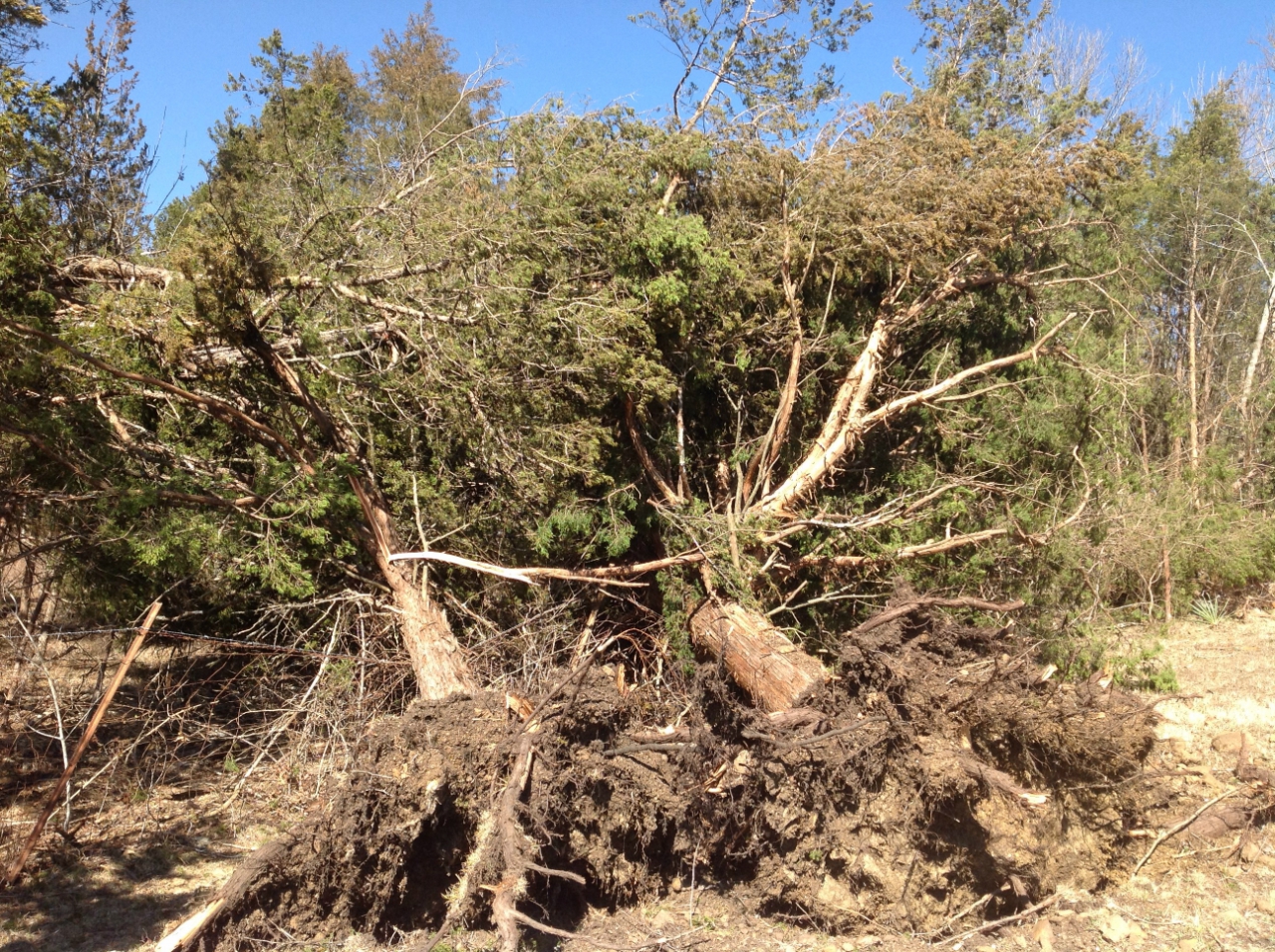 Photo of two large trees uprooted on Highway 21.
