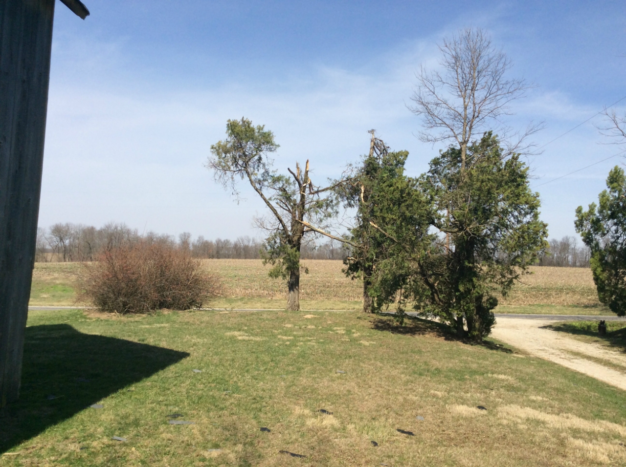 Photo of large tree snapped off.