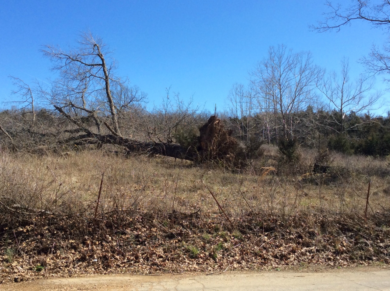 Photo of large tree uprooted on Poplar Street