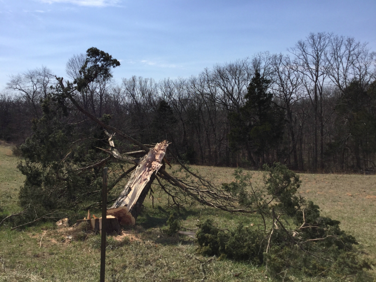Photo of large pine tree snapped off on Oak Lane just south of Ridge Road.