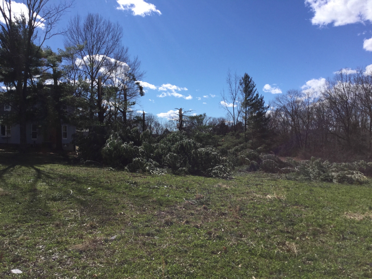Photo of trees snapped off on Centenial Drive, just south of Highway B.