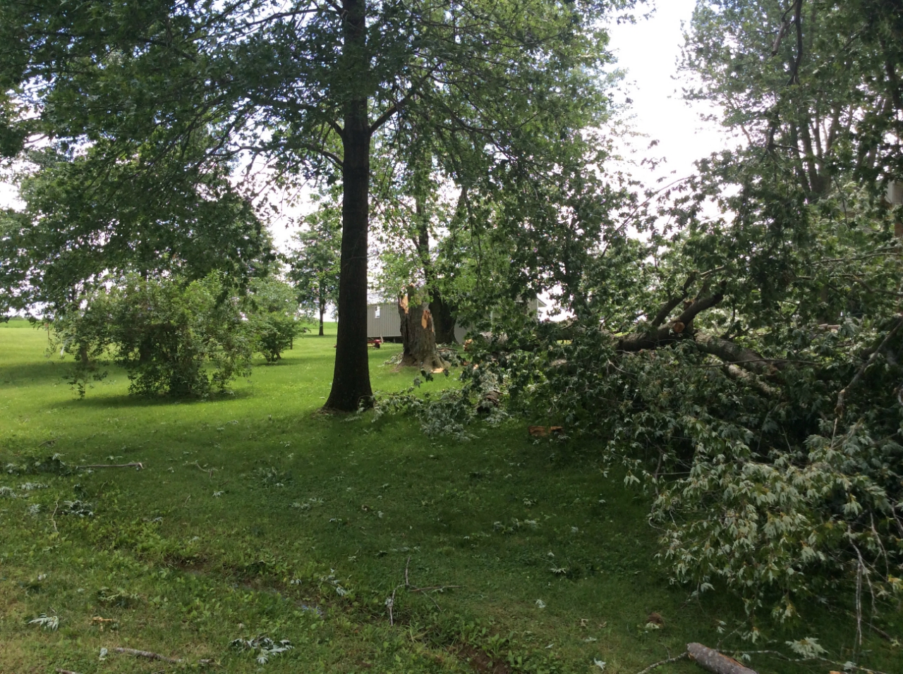 Photo of large tree snapped off on Van Loo Lane.