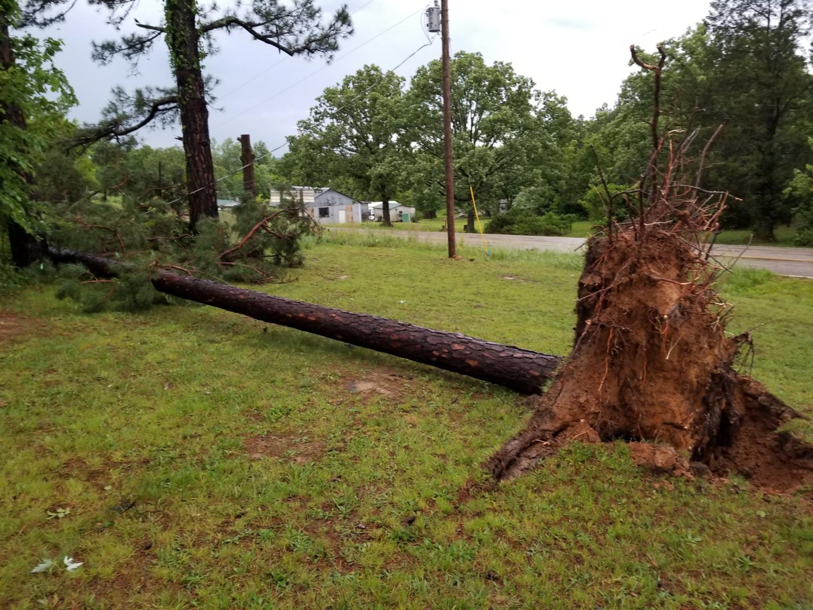 Photo of a large tree uprooted in Farmington, MO.