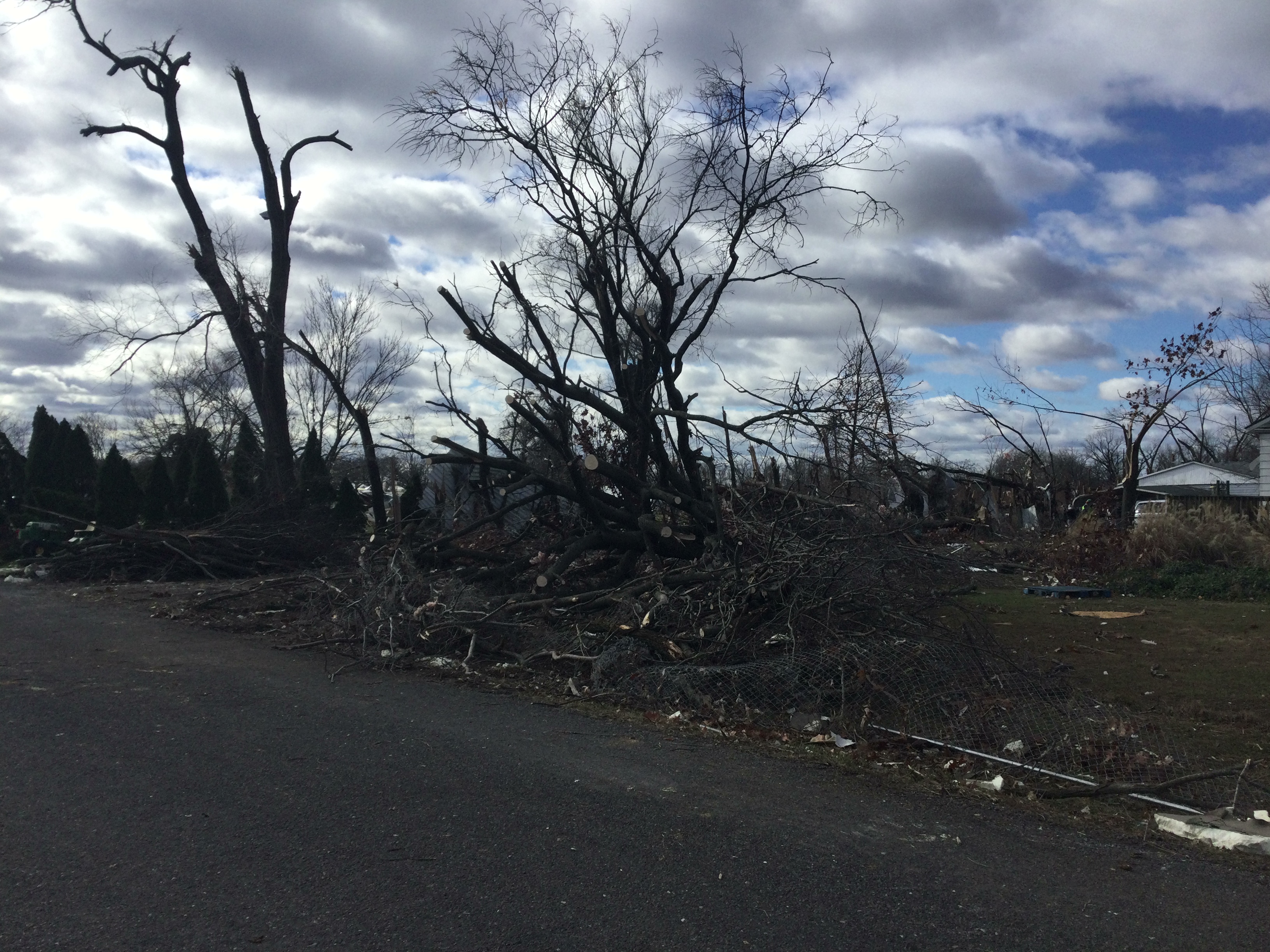 Significant tree damage near Edwardsville, IL.
