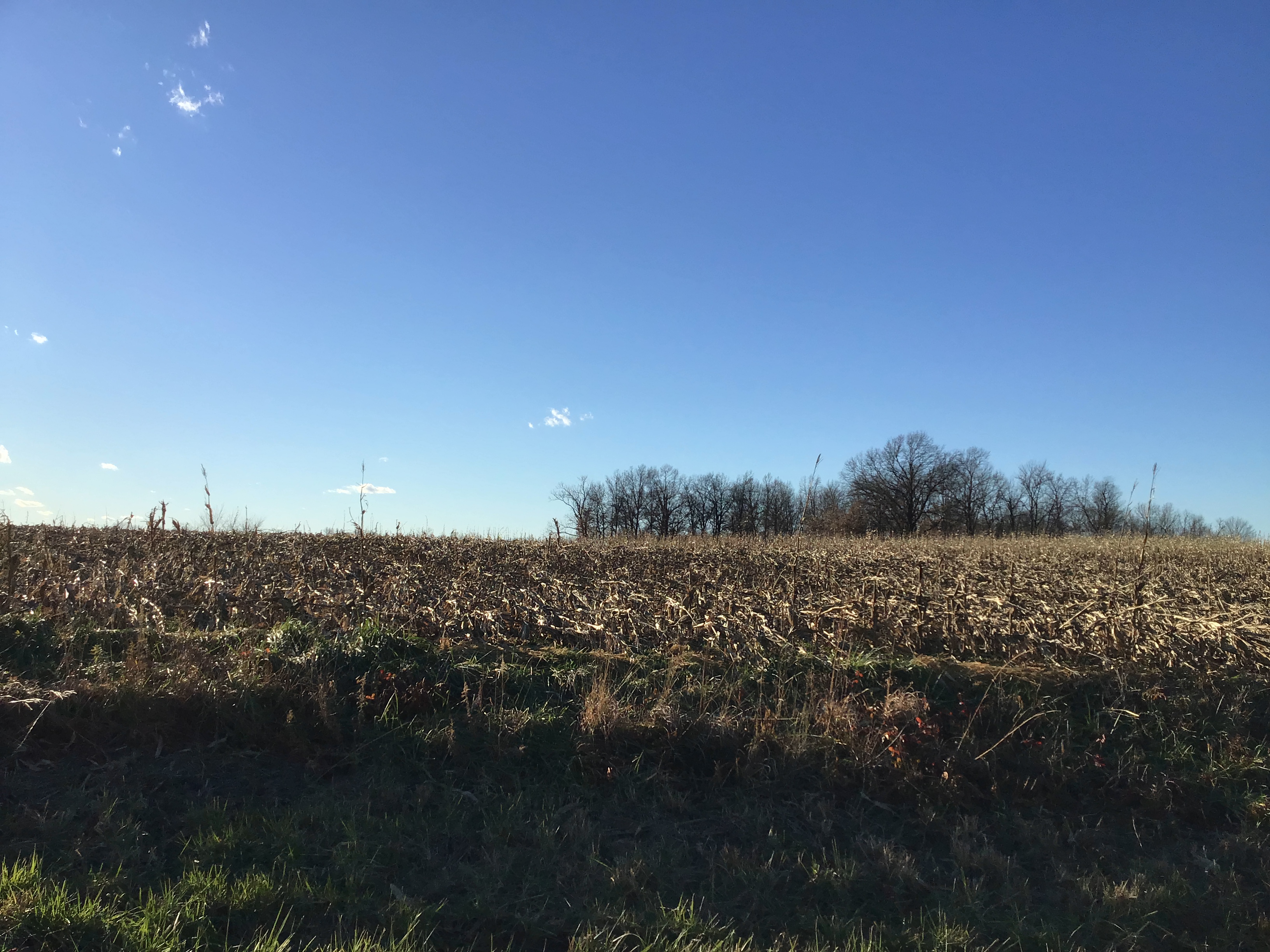 A 50 yard wide path of corn was flattened in a field.