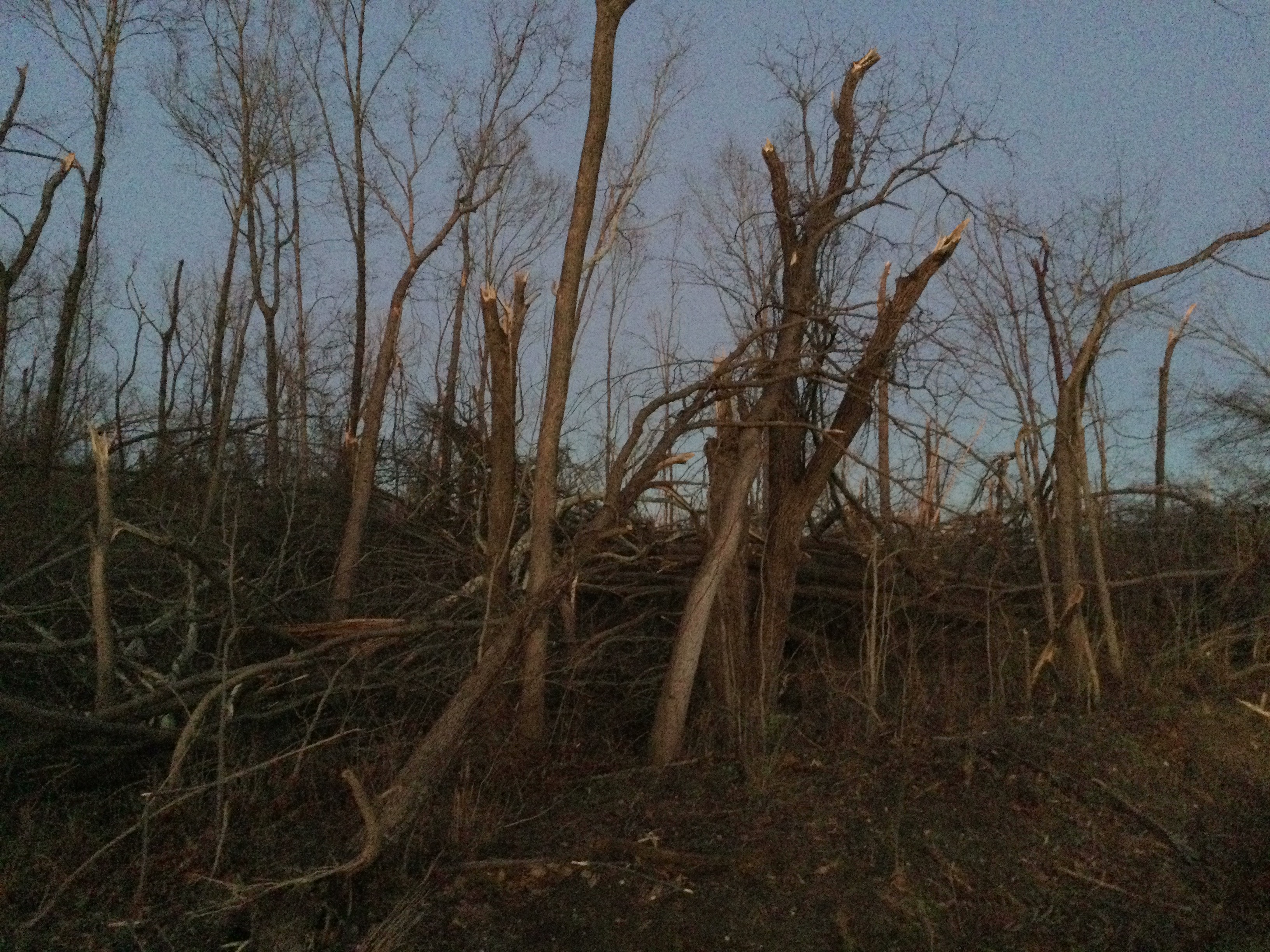 Significant tree damage west of Ramsey, Illinois.