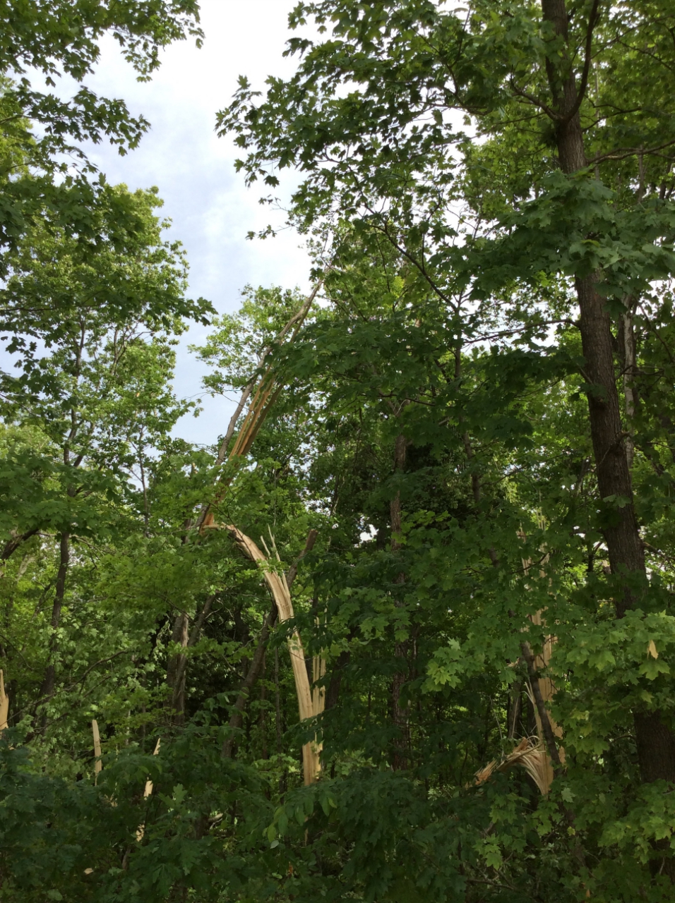Photo of snapped off trees.