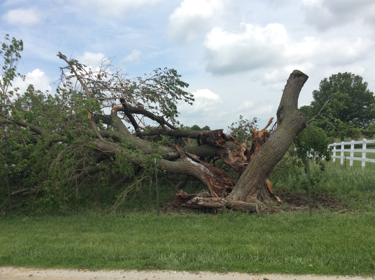 Photo of large tree uprooted.
