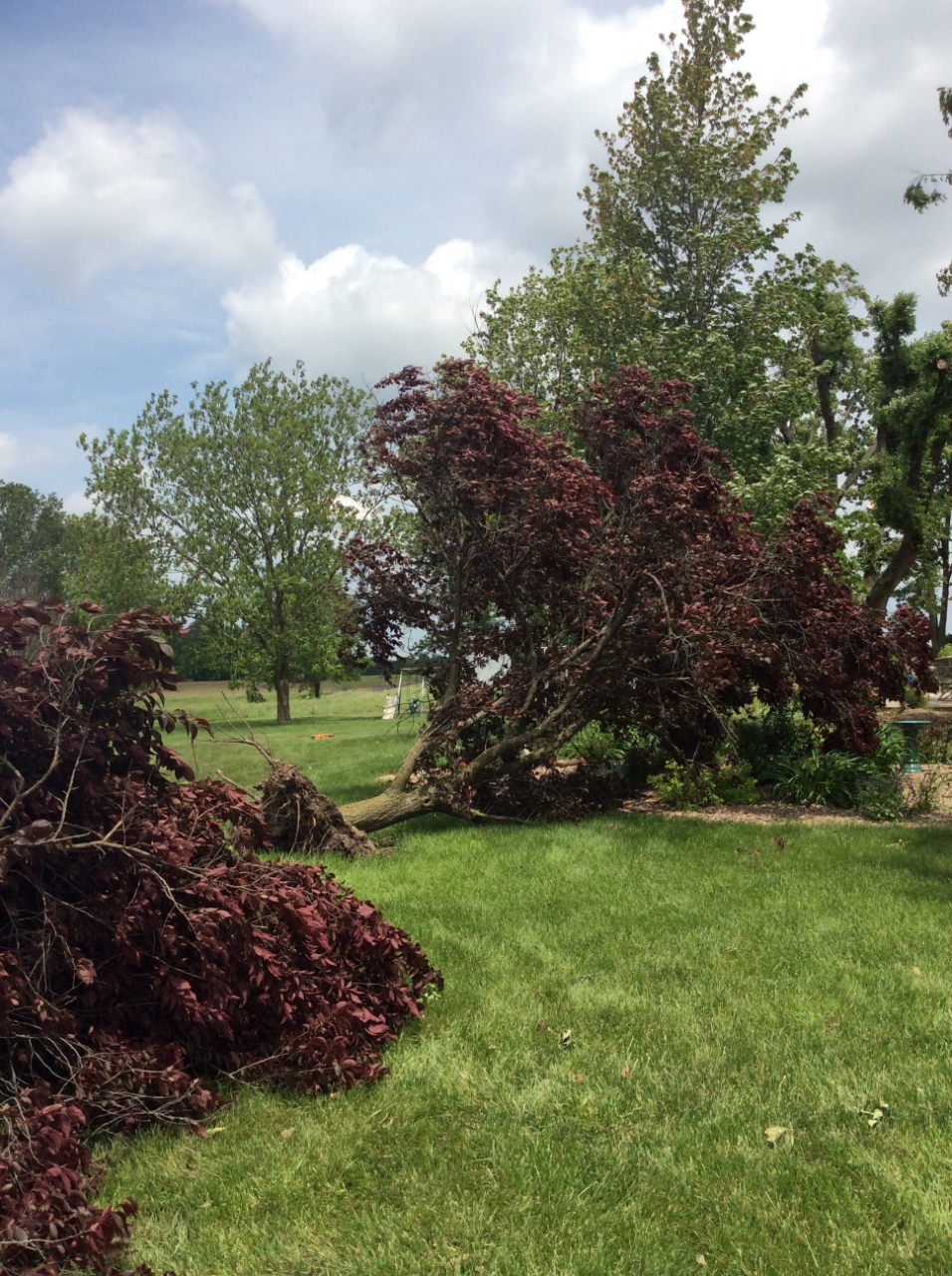 Photo of trees uprooted.