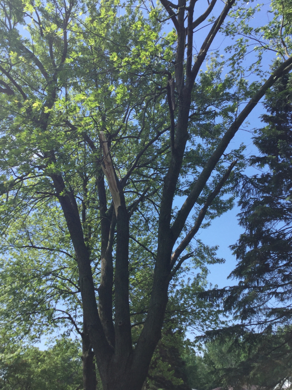 Photo of large tree branches that were snapped off.