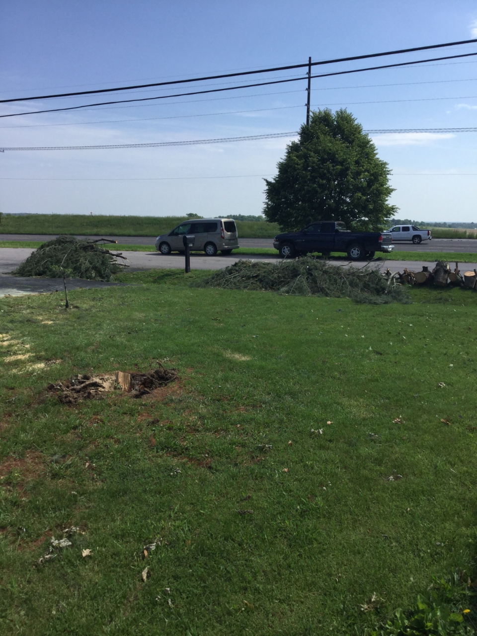 Photo of tree that was uprooted.