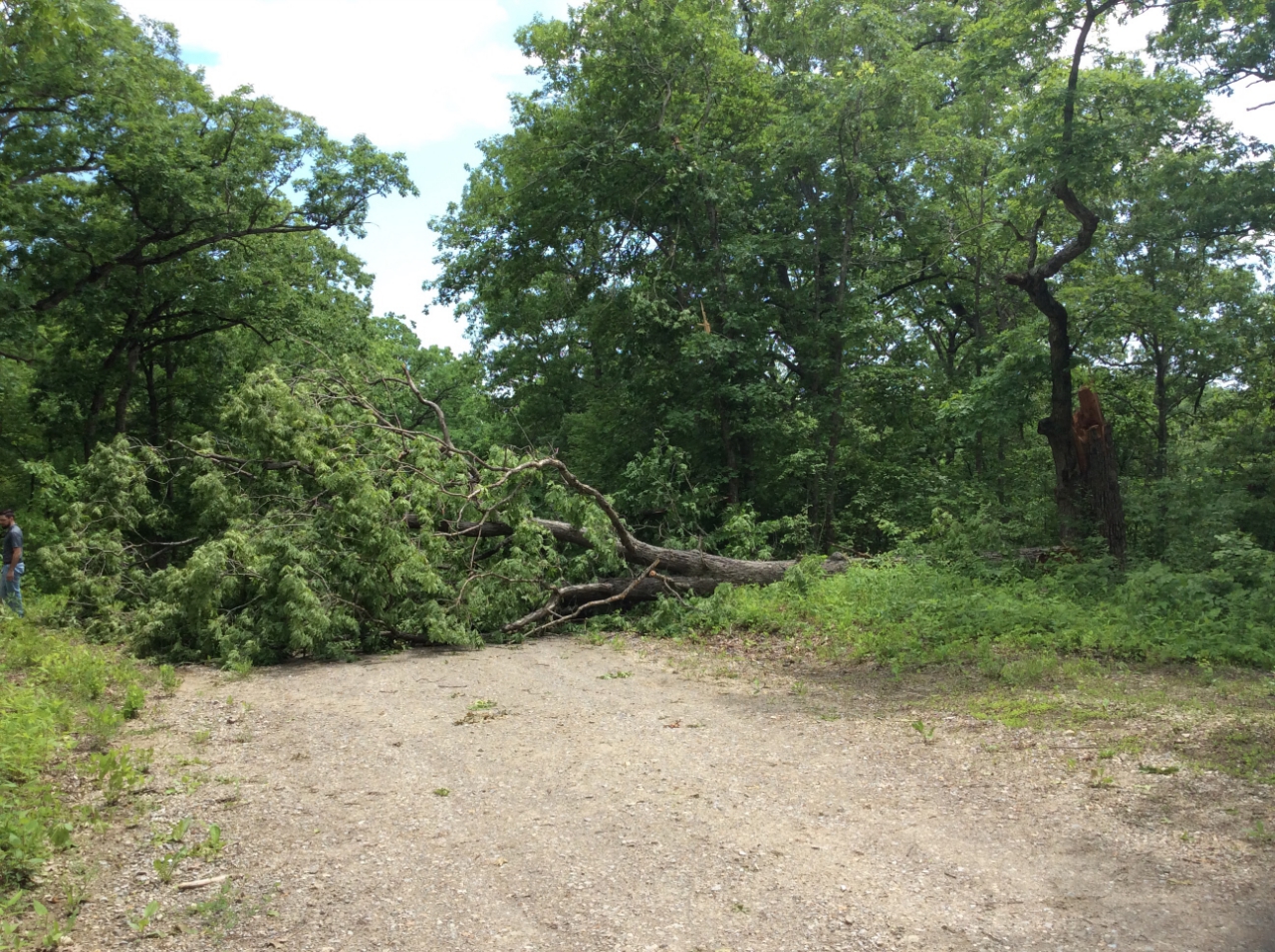 Photo of large tree uprooted and fell across the road.