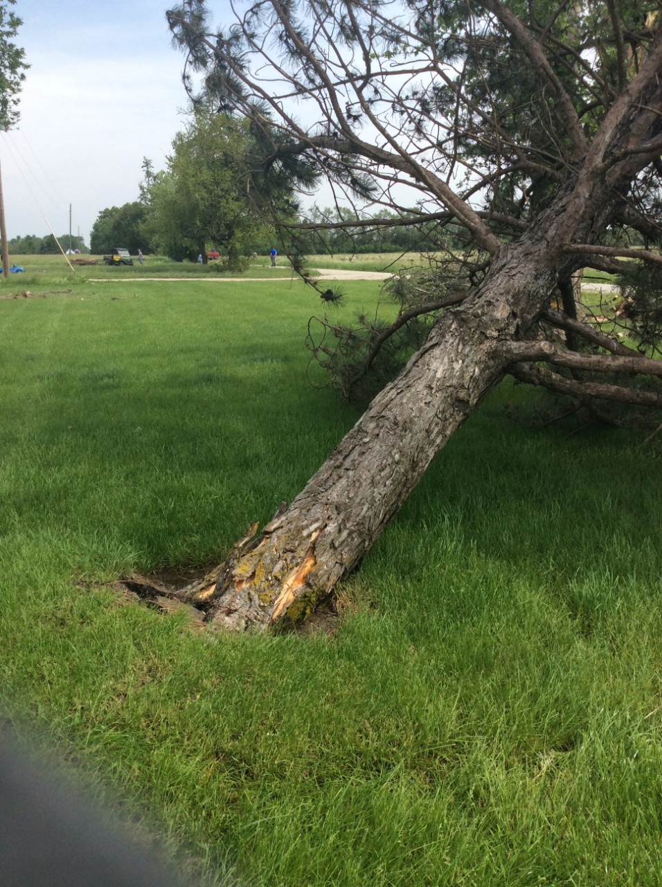 Photo of large tree snapped off at base.