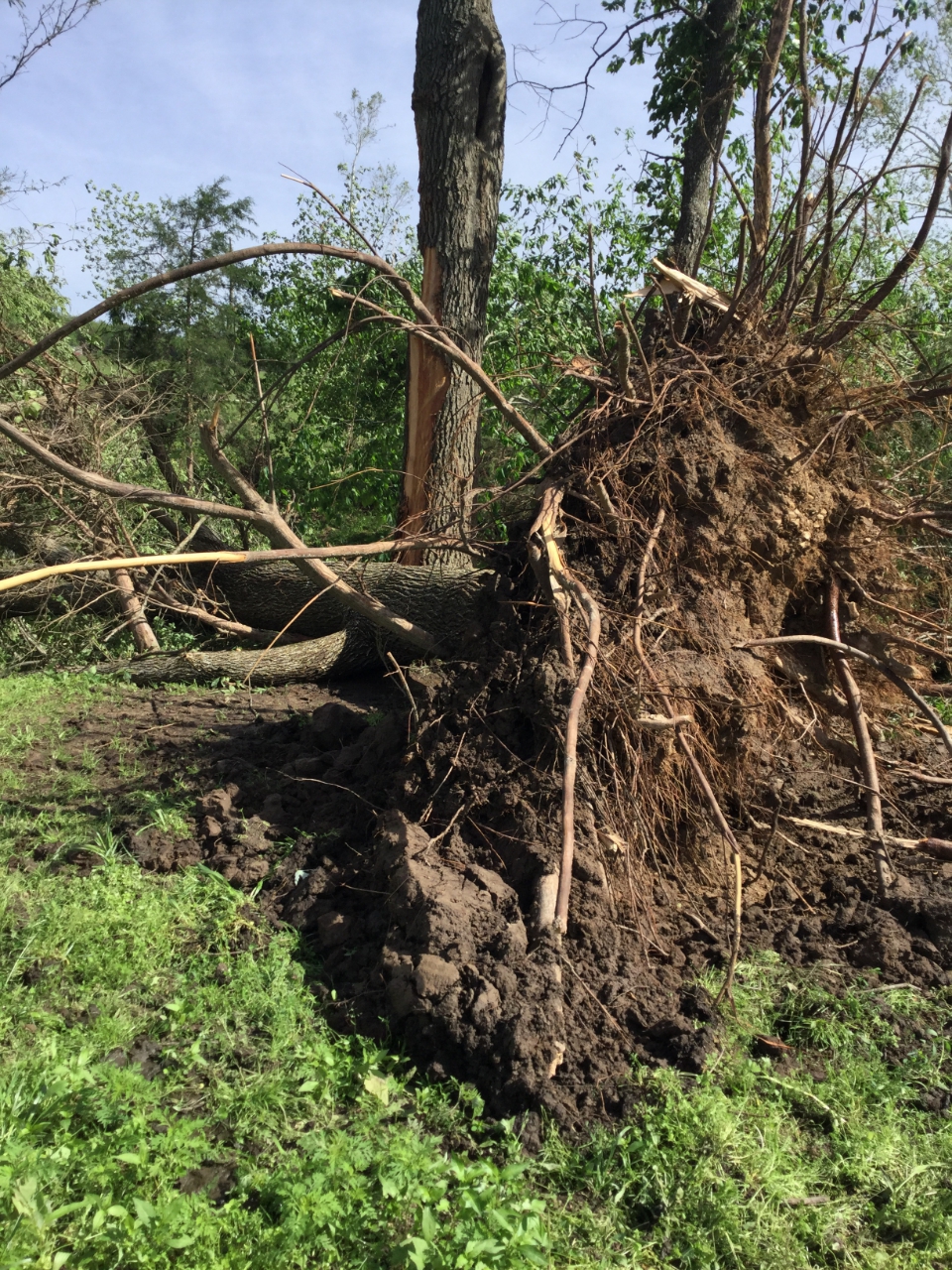 Photo of large tree that was uprooted.