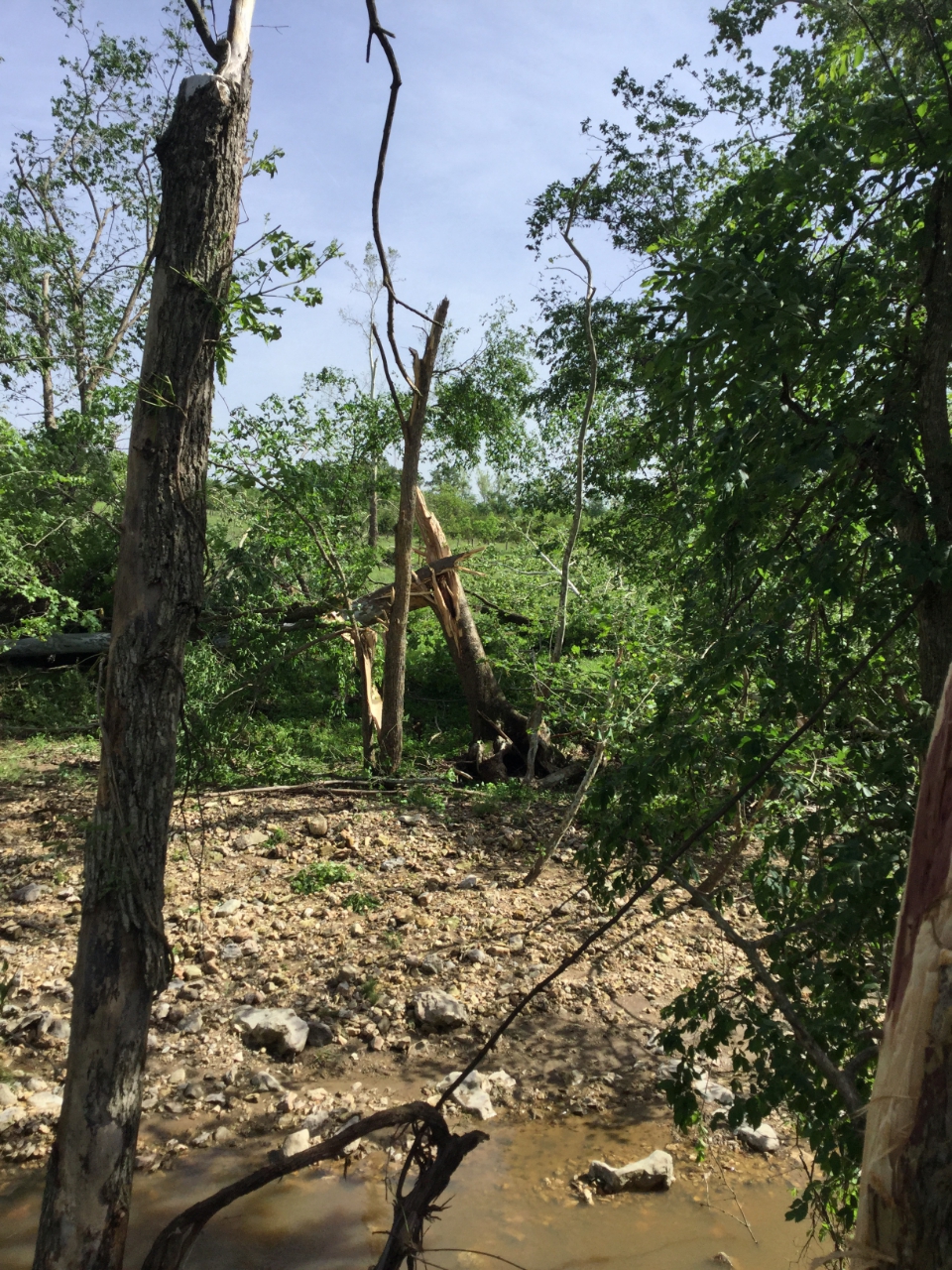 Photo of snapped off trees.