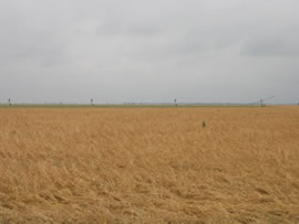 Image of damage from June 9, 2005 storm. Photograph taken by Brian LaMarre, Warning Coordination Meteorologist, WFO Lubbock, TX.