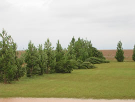 Image of damage from June 9, 2005 storm. Photograph taken by Brian LaMarre, Warning Coordination Meteorologist, WFO Lubbock, TX.