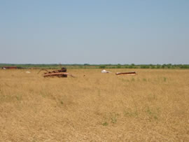 Image of damage from June 12, 2005 storm in Kent County,  northwest of Jayton