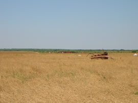 Image of damage from June 12, 2005 storm in Kent County,  northwest of Jayton