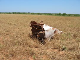 Image of damage from June 12, 2005 storm in Kent County,  northwest of Jayton