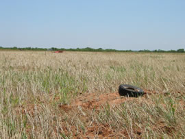 Image of damage from June 12, 2005 storm in Kent County,  northwest of Jayton