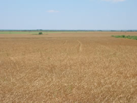 Image of damage from June 12, 2005 storm in Kent County,  northwest of Jayton