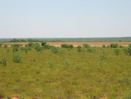 Image of damage from June 12, 2005 storm in Kent County,  northwest of Jayton