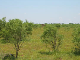 Image of damage from June 12, 2005 storm in Kent County,  northwest of Jayton